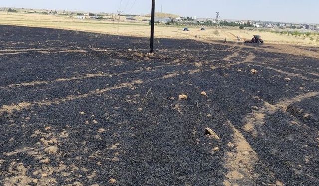 Mardin'de buğday ekili alanda çıkan yangın söndürüldü