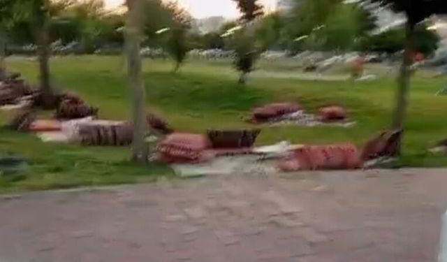 Bağcılar  Millet Bahçesi'nde Sedir ve Minder İşgali!
