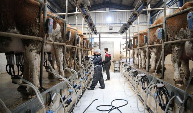 Süt üreticilerine 6 yılda 24,6 milyar lira destek verildi