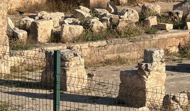 Harran'daki tarihi kalıntılar arasında tilki görüntülendi