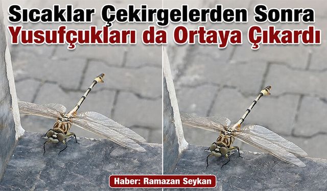 Sıcaklar Çekirgelerden Sonra Yusufçukları da Ortaya Çıkardı