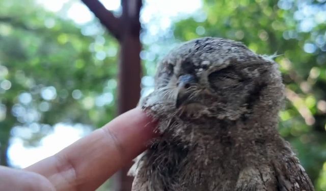 Vatandaşların Bulduğu İshak Kuşu Yavrusu Bakıma Alındı
