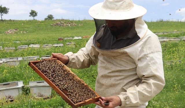 Bal Üretimi 3 Bin 175 Tona Ulaştı