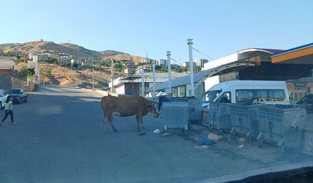 Kulp’ta başıboş hayvanlar çevreyi kirletiyor, trafiği tehlikeye atıyor