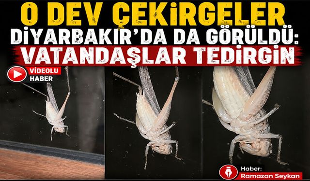 O Dev Çekirgeler Diyarbakır'da da Görüldü: Vatandaşlar Tedirgin