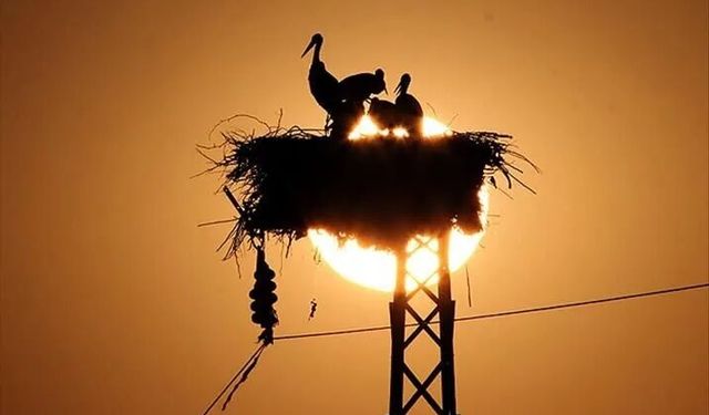 Dicle Elektrik'ten göçmen kuşlar için yuva projesi