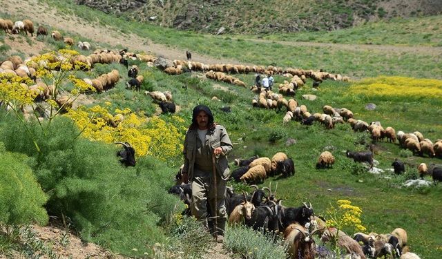Faraşin Yaylası'nda yağışlarla yeşeren meralar hayvanlarda süt verimini artırdı