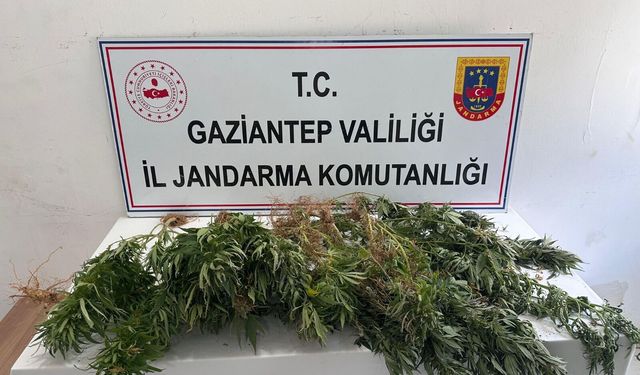 Kenevir ekimine yönelik operasyonda 8 şüpheli hakkında adli işlem yapıldı
