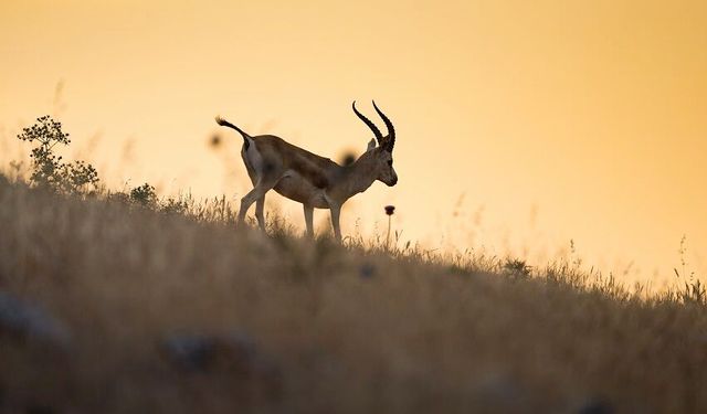 Koruma altındaki ceylanlar, yavrularıyla birlikte görüntülendi