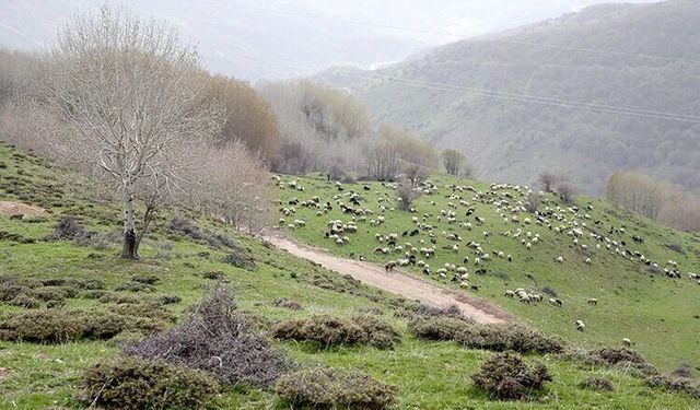 Kurtik Dağı Binlerce Küçükbaş Hayvana Ev Sahipliği Yapıyor