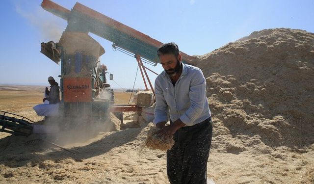 Saman doldurarak geçimini sağlayan işçiler, kavurucu sıcağa rağmen yoğun mesai harcıyor