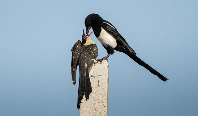 Saksağanın "tepeli guguk" yavrusunu beslediği anlar görüntülendi
