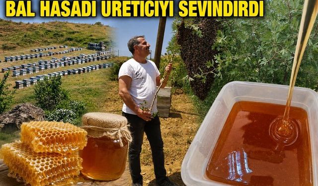 Kulp'ta Bal Hasadı Üreticiyi Sevindirdi: Verim Yüzde 50 Arttı
