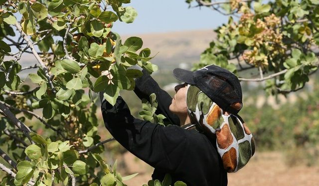 "Boz Antep fıstığı"nda hasat başladı