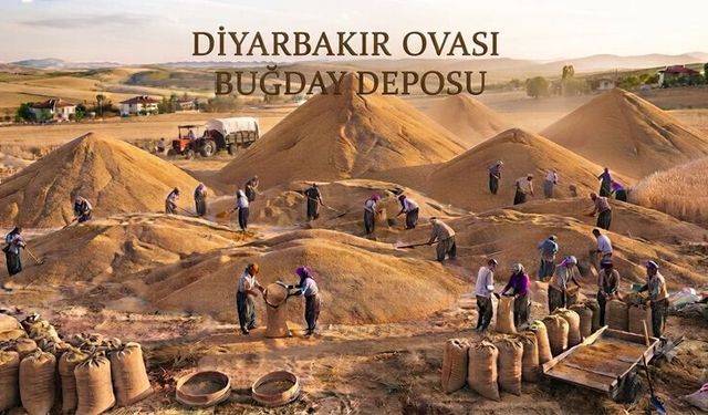 Buğdayda da kale: Diyarbakır 73 ülkeden daha fazla üretiyor