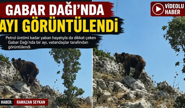 Gabar Dağı’nda Ayı Görüntülendi