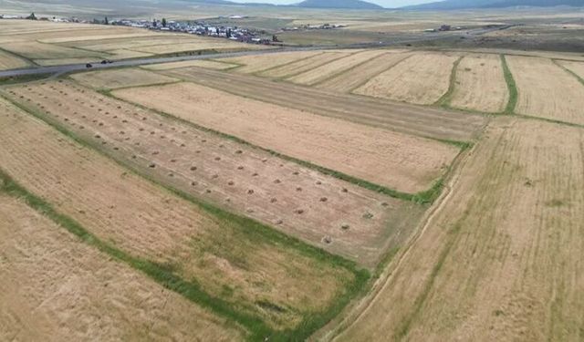 Kars'ta Arpa Tarlalarında Hasat Sevinci