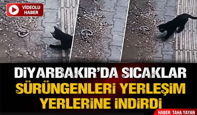 Diyarbakır'da Sıcaklar Sürüngenleri Yerleşim Yerlerine İndirdi