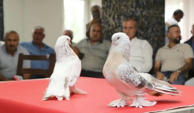 Erzurum’da 5 milyon lira değerindeki şebap güvercinleri görücüye çıktı