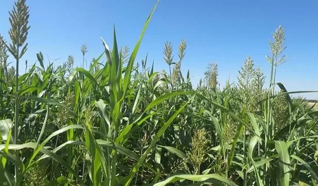 Sorgun otu Malatya'da hayvancılık için umut oldu