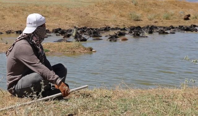 Diyarbakır’da mandalar 1,5 kilometre gidip gölette serinliyor