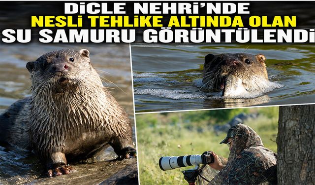 Dicle Nehri'nde nesli tehlike altında olan su samuru görüntülendi