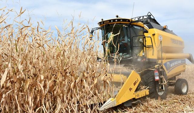 Mısır tarlalarında hasat başladı: 90 bin ton ürün bekleniyor