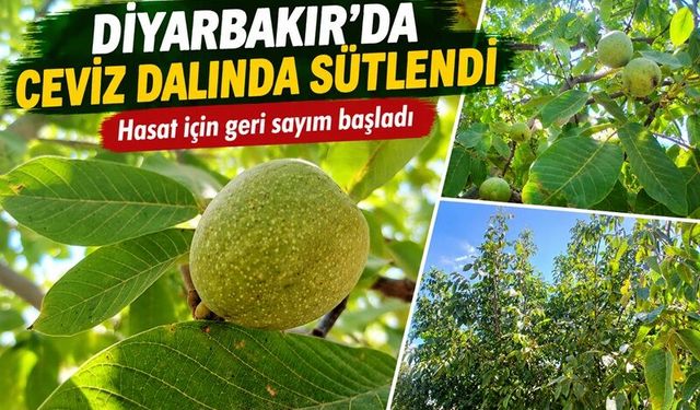 Diyarbakır’da Ceviz Bereketi: Hasat İçin Geri Sayım Başladı