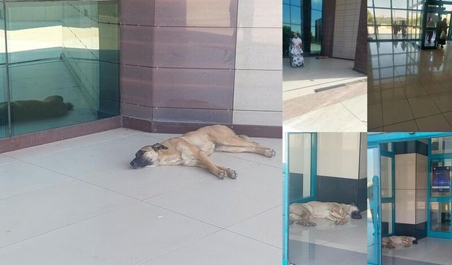 Dicle Üniversitesi Kalp Hastanesi’nde Sahipsiz Köpekler Tepki Çekti