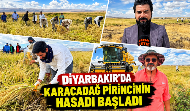 Diyarbakır'da Karacadağ’ Pirincinin Hasadı Başladı