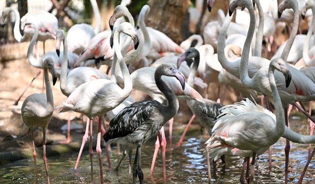Gaziantep’te Flamingo Nüfusu 52’ye Yükseldi