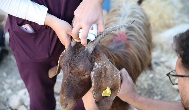 Et ve süt verimi yüksek keçi ırkları oluşturmak için suni tohumlama yapılıyor