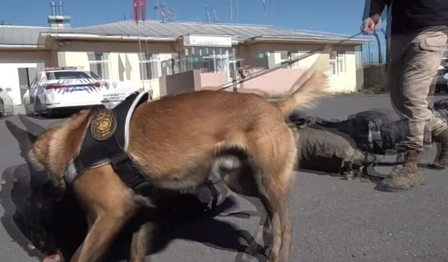 Narkotik köpeği Zeus, gizlenen uyuşturucuları tek tek buluyor