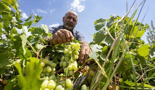"Peygamber üzümü" hasadı başladı