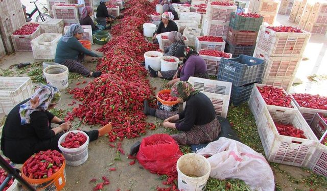 Biber tarladan sofraya uzanan yolculuğuna devam ediyor