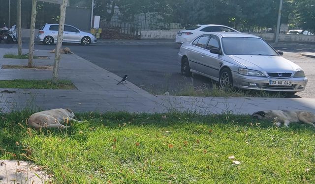 Korku Yeşil Alanları Sardı: Kayapınarlılar Güvenli Sokaklar İstiyor