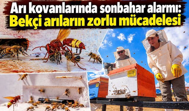 Arı kovanlarında sonbahar alarmı: Bekçi arıların zorlu mücadelesi