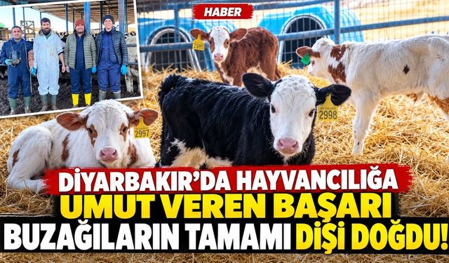Diyarbakır’da Hayvancılığa Umut Veren Başarı: Buzağıların Tamamı Dişi Doğdu!