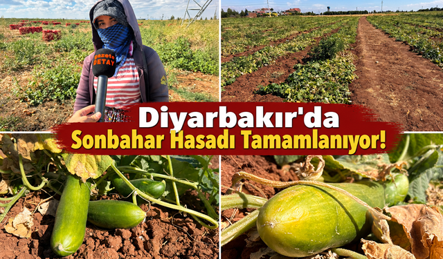 Diyarbakır'da Sonbahar Hasadı Tamamlanıyor!