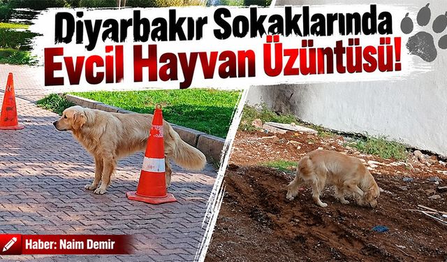 Diyarbakır Sokaklarında Evcil Hayvan Üzüntüsü!