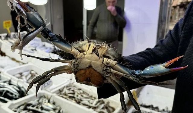 Karadeniz’de İstilacı Türler Ekonomiye Kazandırılacak