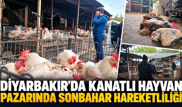 Diyarbakır’da Kanatlı Hayvan Pazarında Sonbahar Hareketliliği