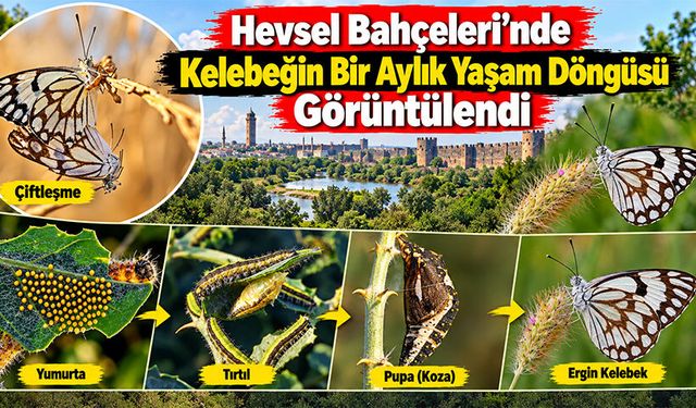 Hevsel Bahçeleri’nde Kelebeğin Bir Aylık Yaşam Döngüsü Görüntülendi