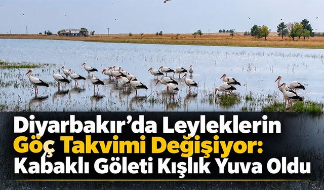 Diyarbakır’da Leyleklerin Göç Takvimi Değişiyor: Kabaklı Göleti Kışlık Yuva Oldu