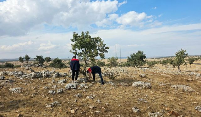 Şırnak’ta hububat üretimi için “süne” mesaisi