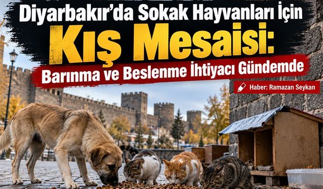 Diyarbakır’da Sokak Hayvanları İçin Kış Mesaisi: Barınma ve Beslenme İhtiyacı Gündemde