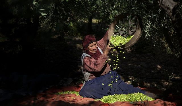 Mardin’in Bereketli Topraklarında Zeytin Hasadı Sürüyor