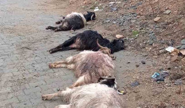 Kulp’ta yine başıboş Köpek saldırısı 15 keçi telef oldu