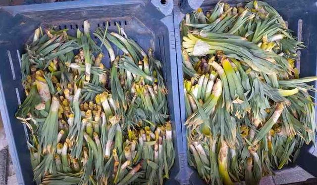 Kulp'ta Gulik sezonu başladı