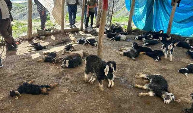 Kulp'ta köpek saldırısı: 45 hayvan telef oldu